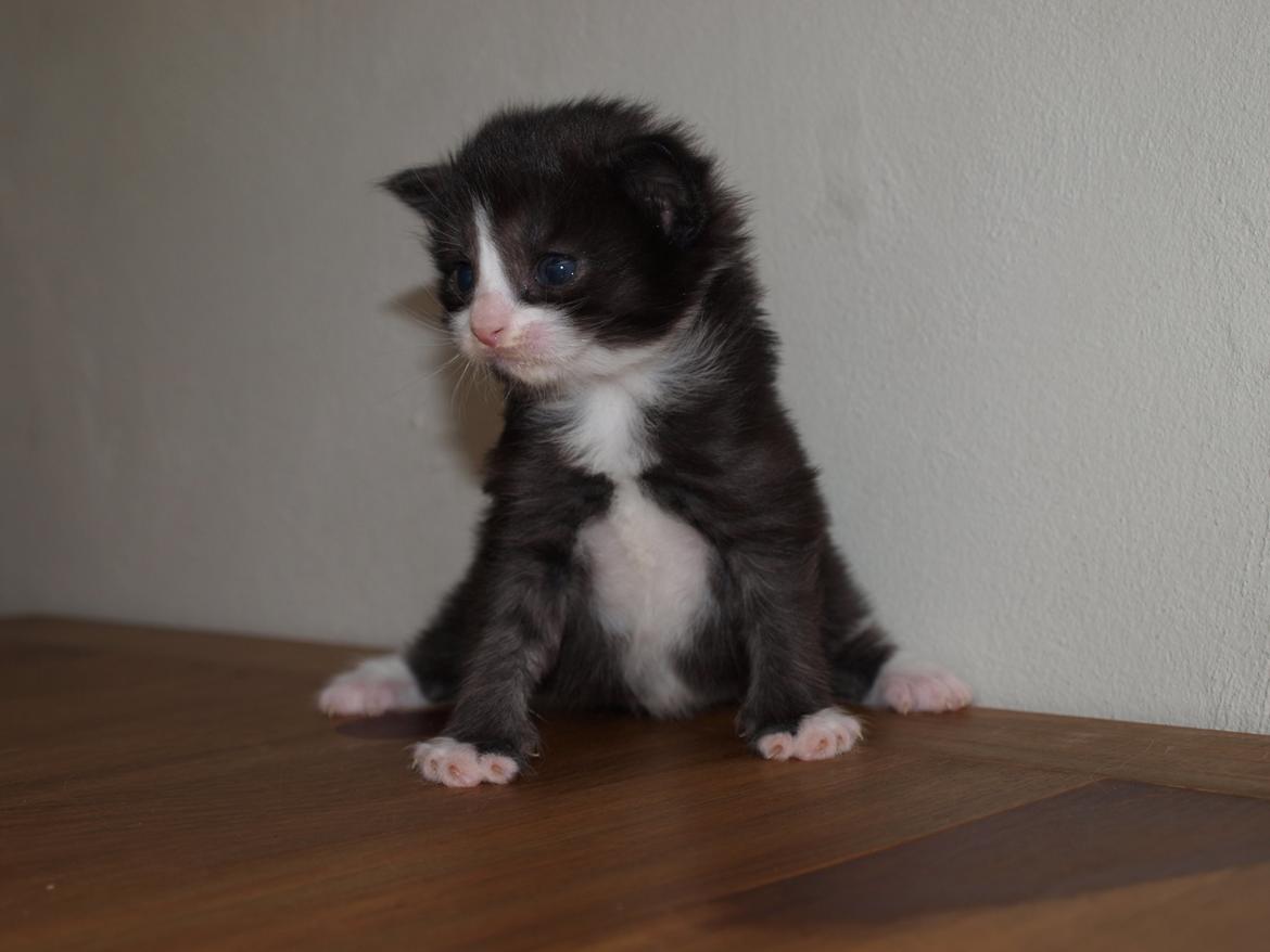 Norsk Skovkat Leonhard billede 5