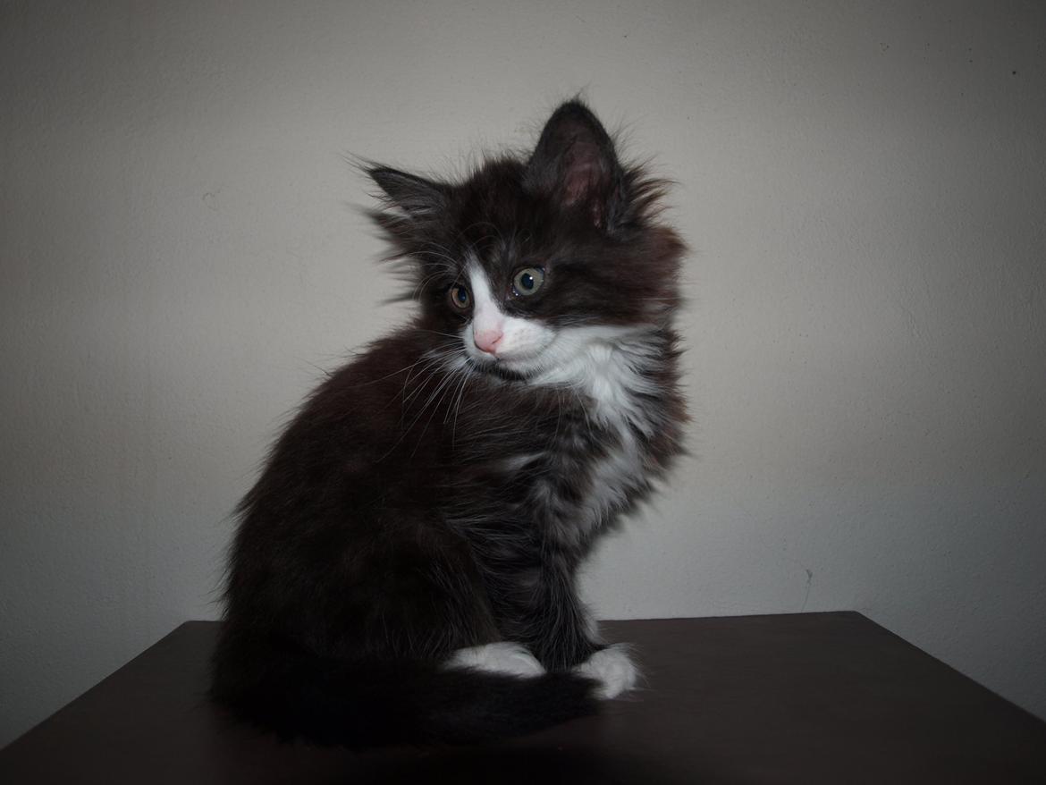 Norsk Skovkat Leonhard billede 8