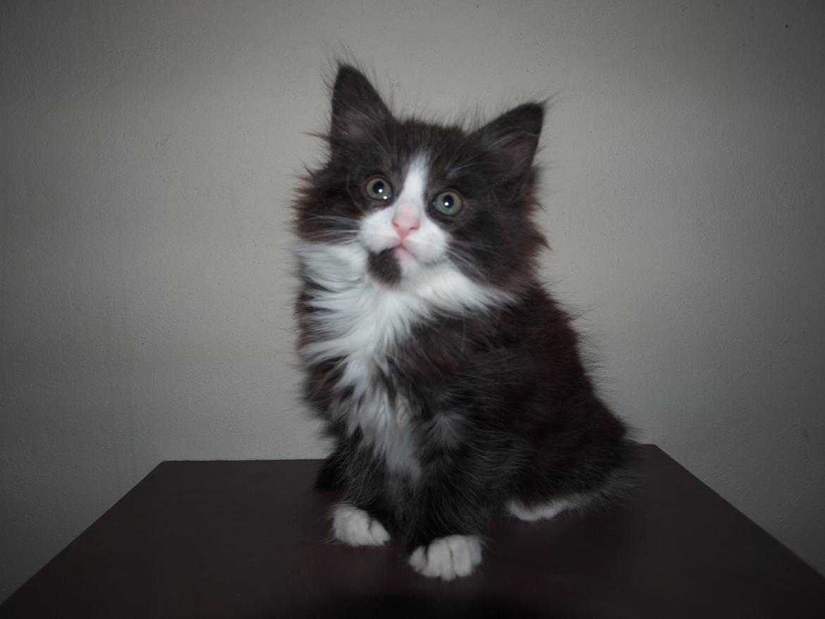 Norsk Skovkat Leonhard billede 9