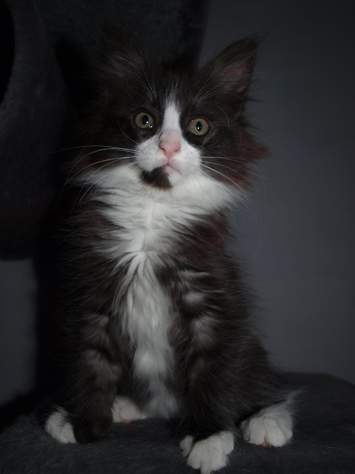 Norsk Skovkat Leonhard billede 10