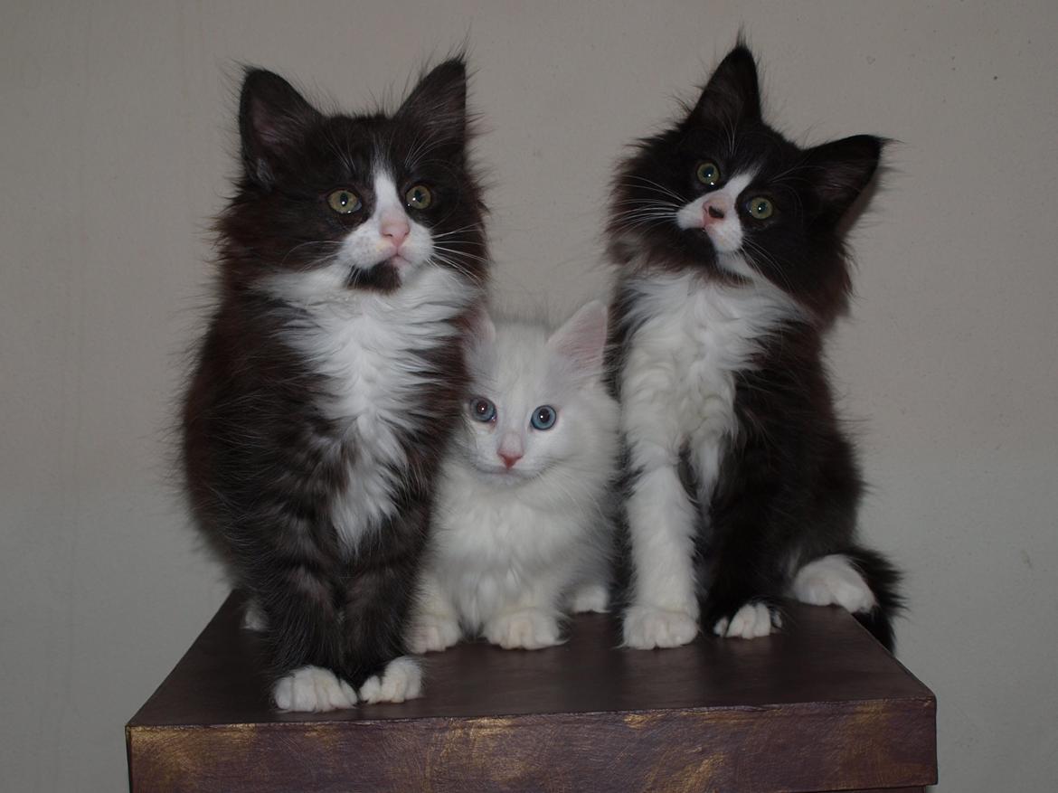 Norsk Skovkat Leonhard billede 11