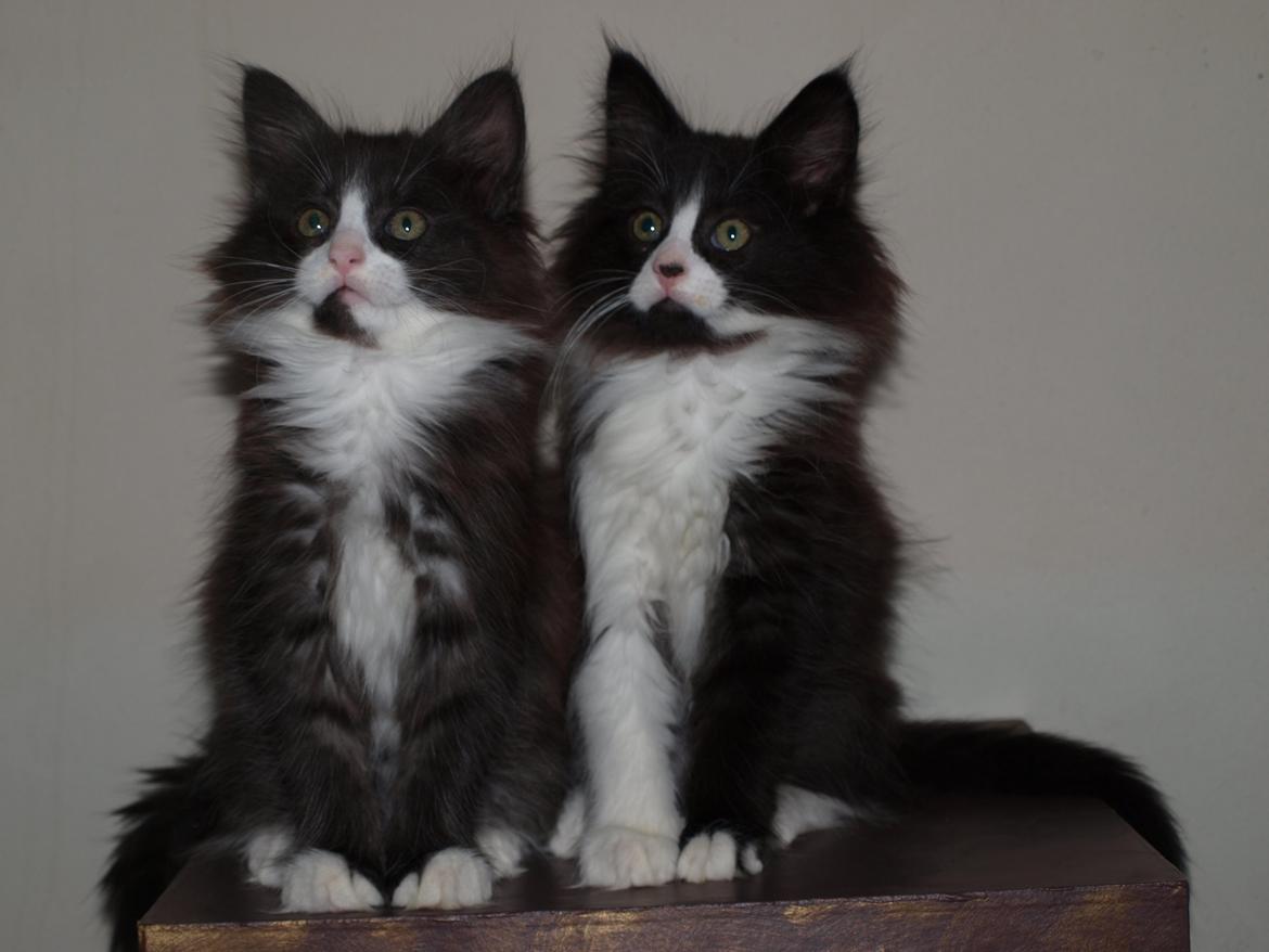 Norsk Skovkat Leonhard billede 14