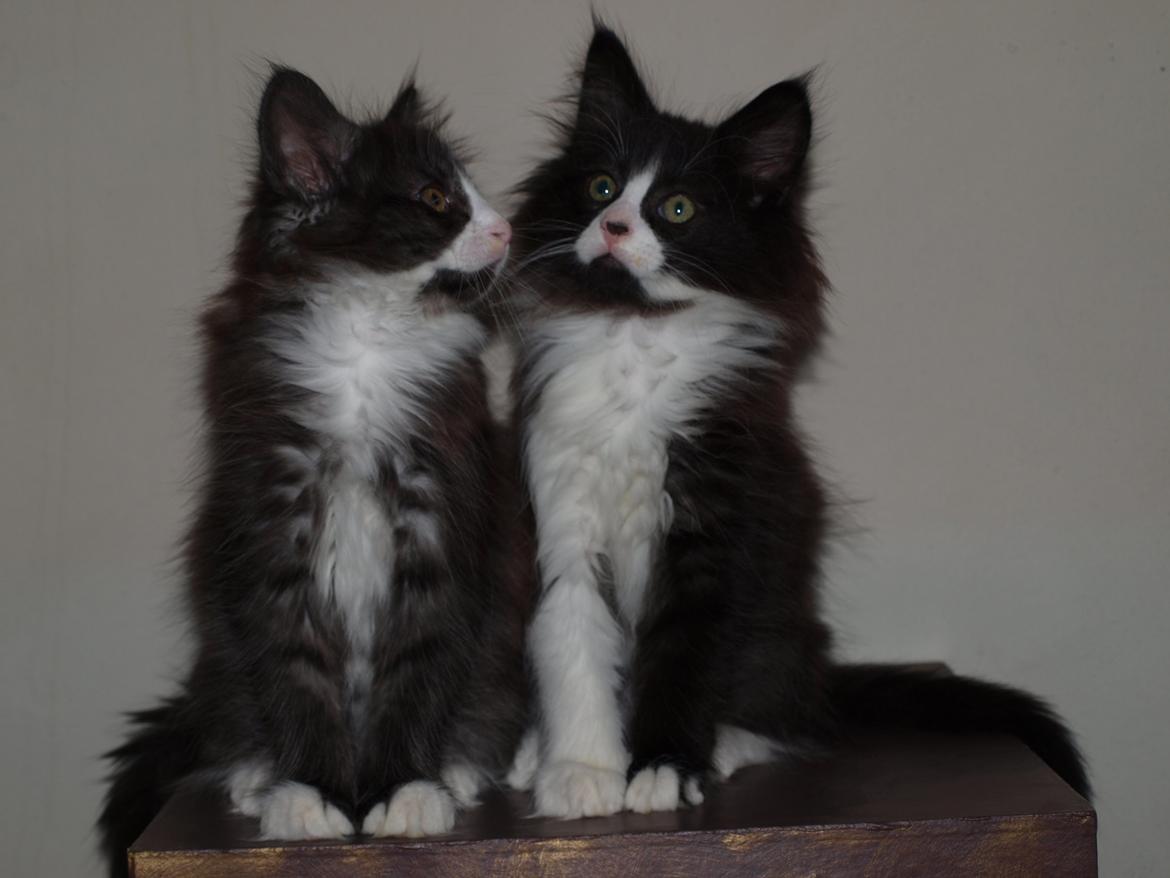 Norsk Skovkat Leonhard billede 12