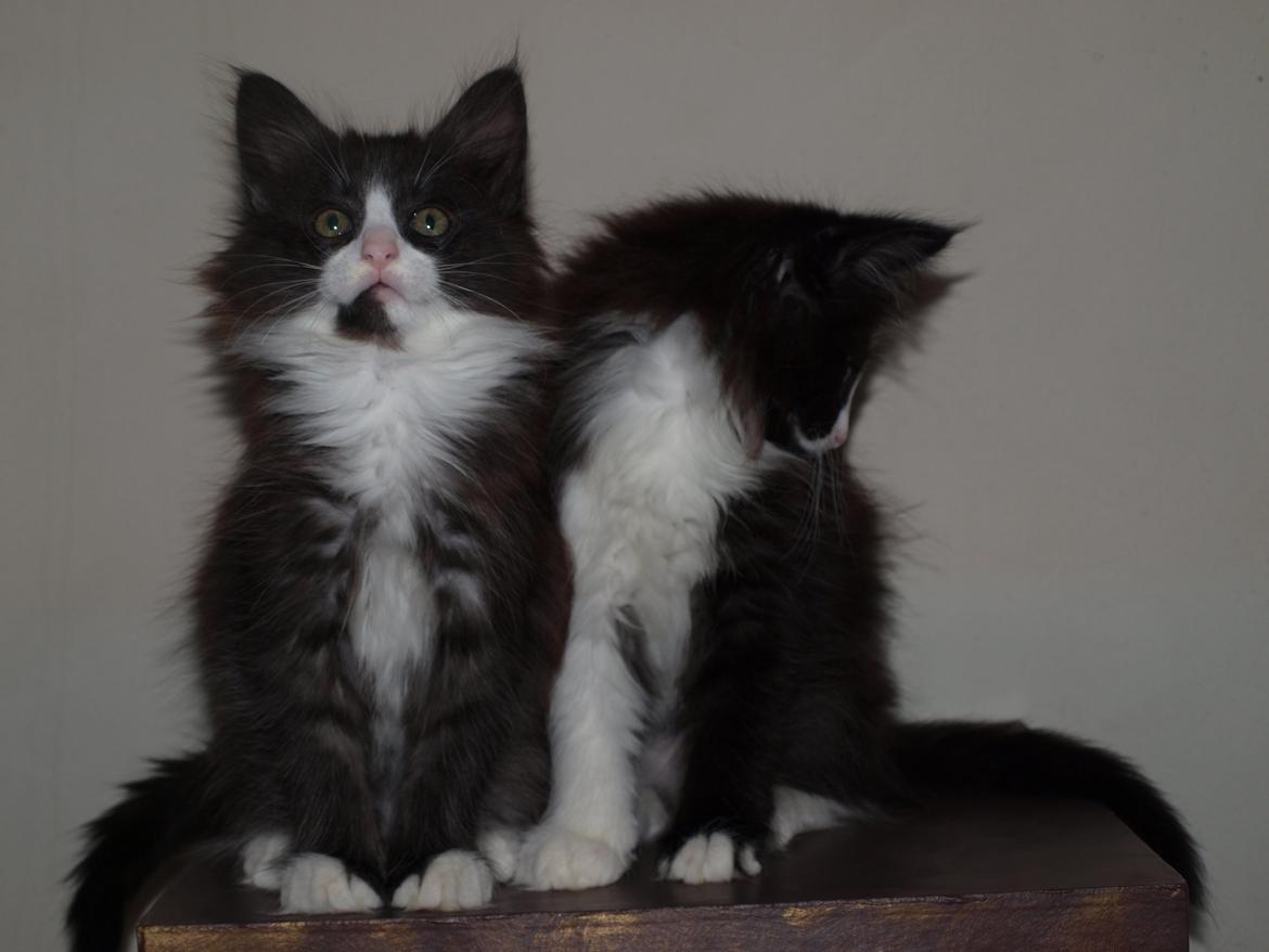 Norsk Skovkat Leonhard billede 13