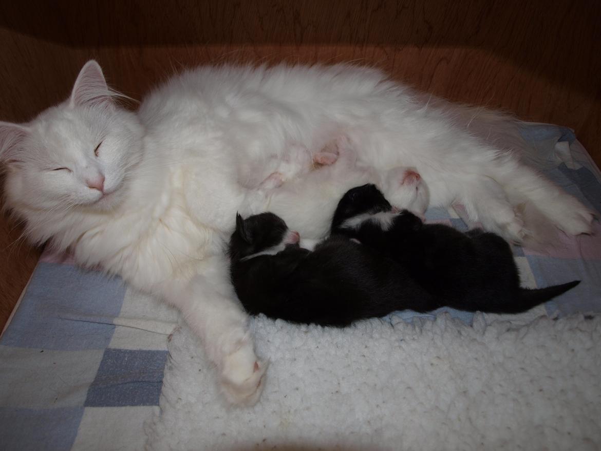 Norsk Skovkat Leonhard billede 3