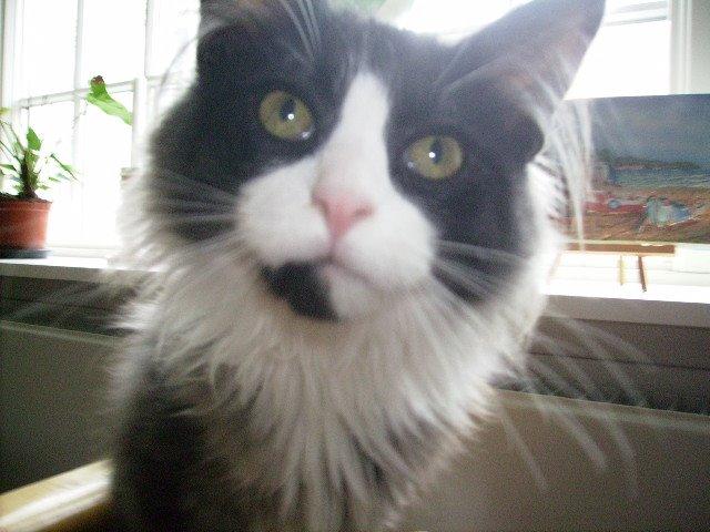 Norsk Skovkat Leonhard billede 16