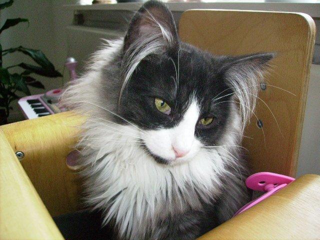 Norsk Skovkat Leonhard billede 17