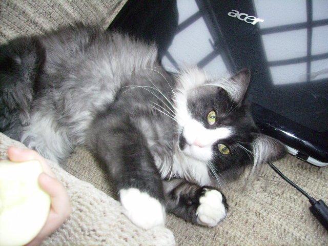 Norsk Skovkat Leonhard billede 18