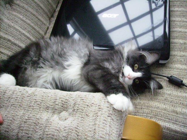 Norsk Skovkat Leonhard billede 19