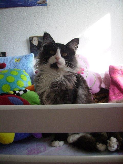 Norsk Skovkat Leonhard billede 20