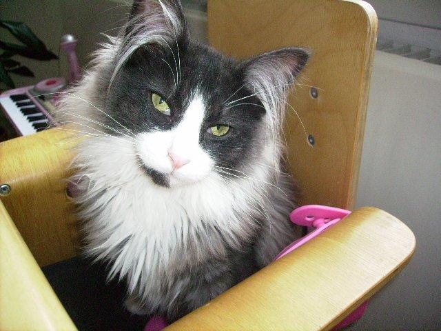 Norsk Skovkat Leonhard billede 15