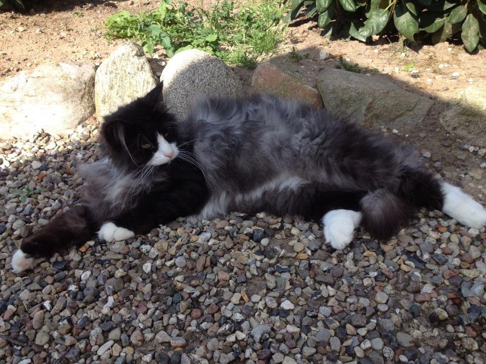 Norsk Skovkat Leonhard billede 22