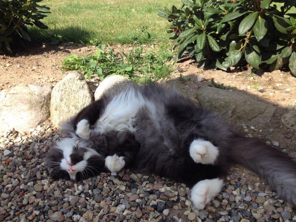 Norsk Skovkat Leonhard billede 23