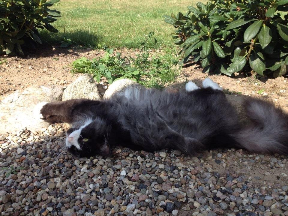 Norsk Skovkat Leonhard - Ja, hvem vil ikke gerne være kat. ;) :) billede 21