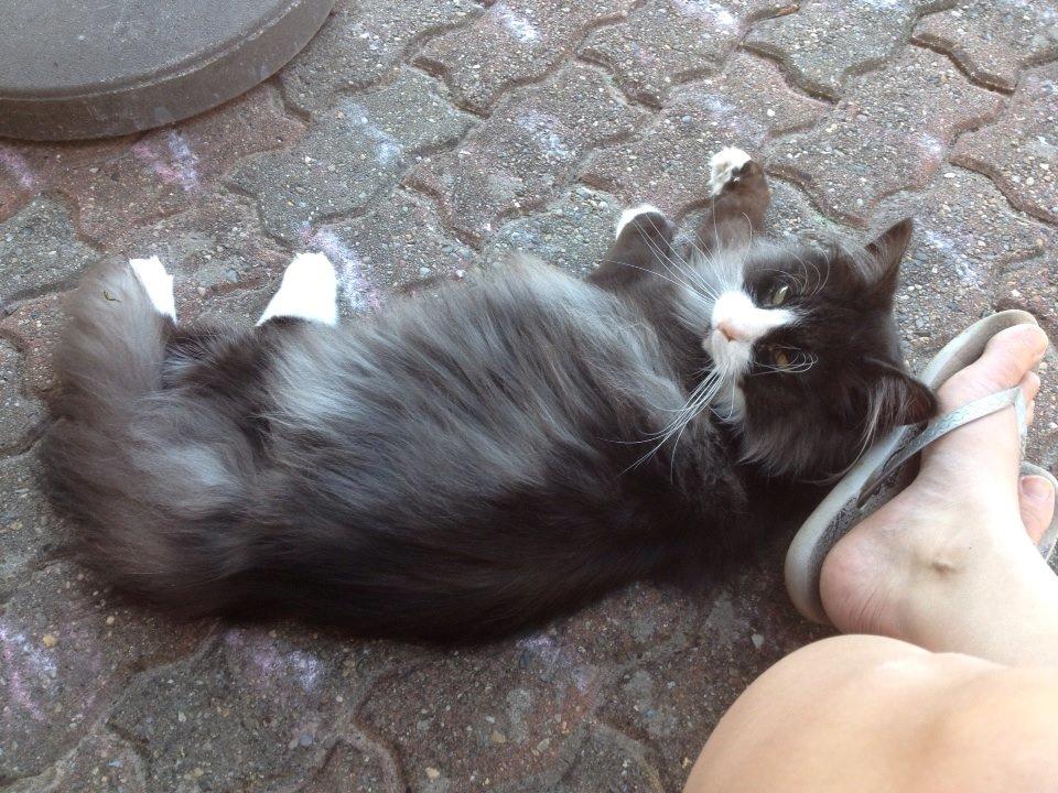 Norsk Skovkat Leonhard billede 24