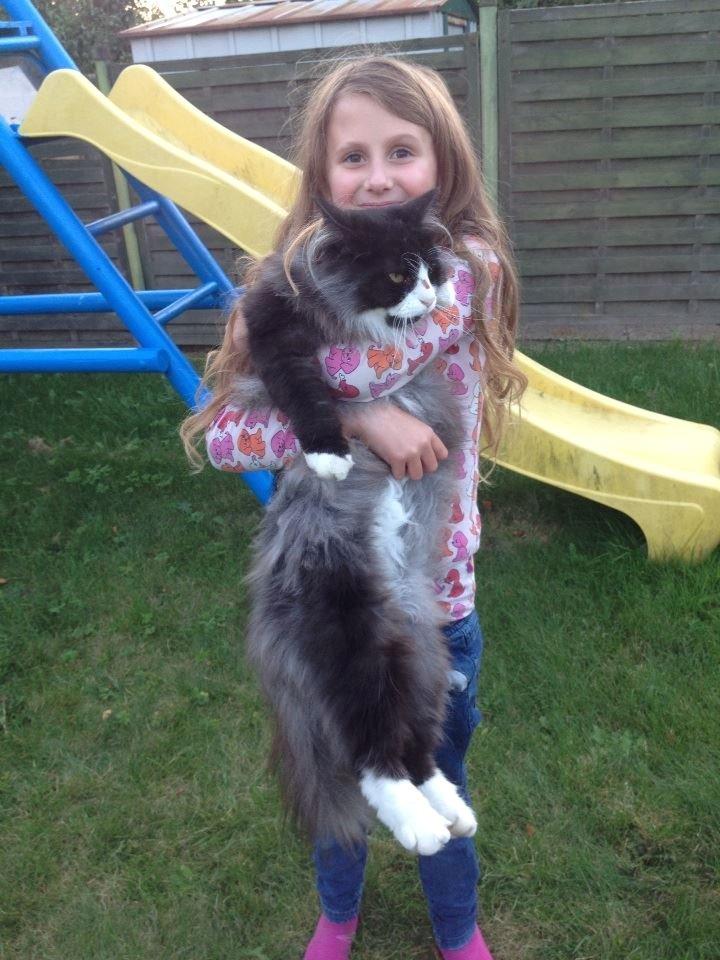 Norsk Skovkat Leonhard billede 26