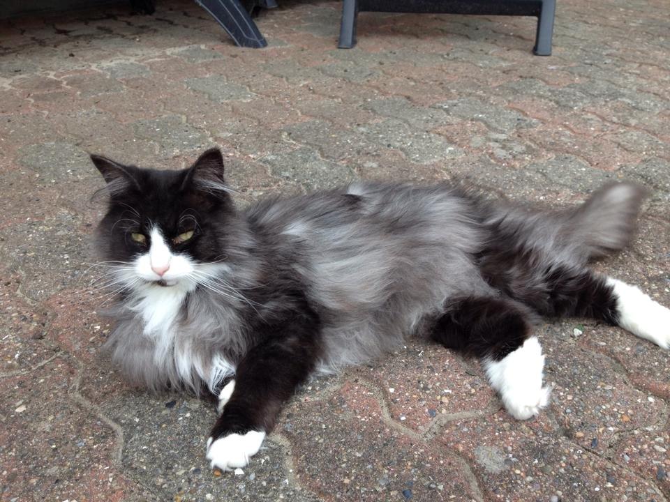 Norsk Skovkat Leonhard billede 25