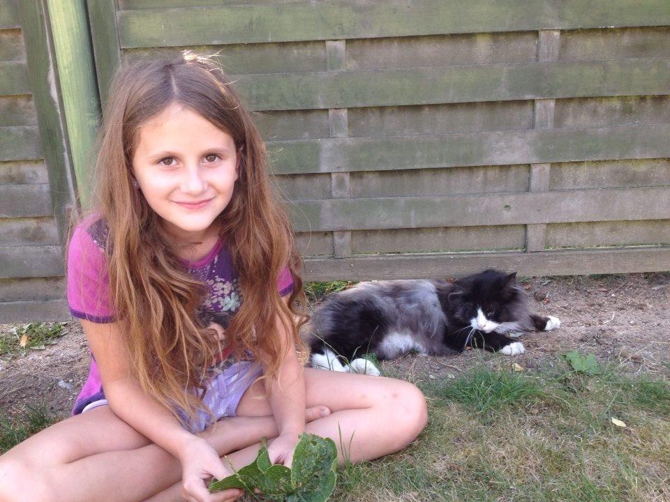 Norsk Skovkat Leonhard billede 27