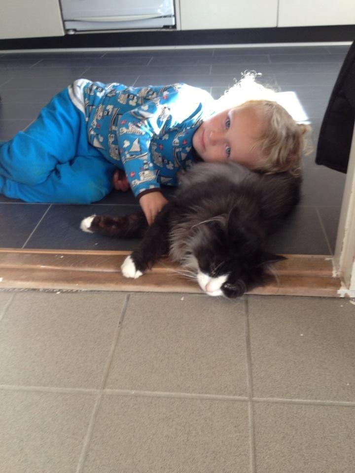 Norsk Skovkat Leonhard - Ren hygge. :) <3 billede 32