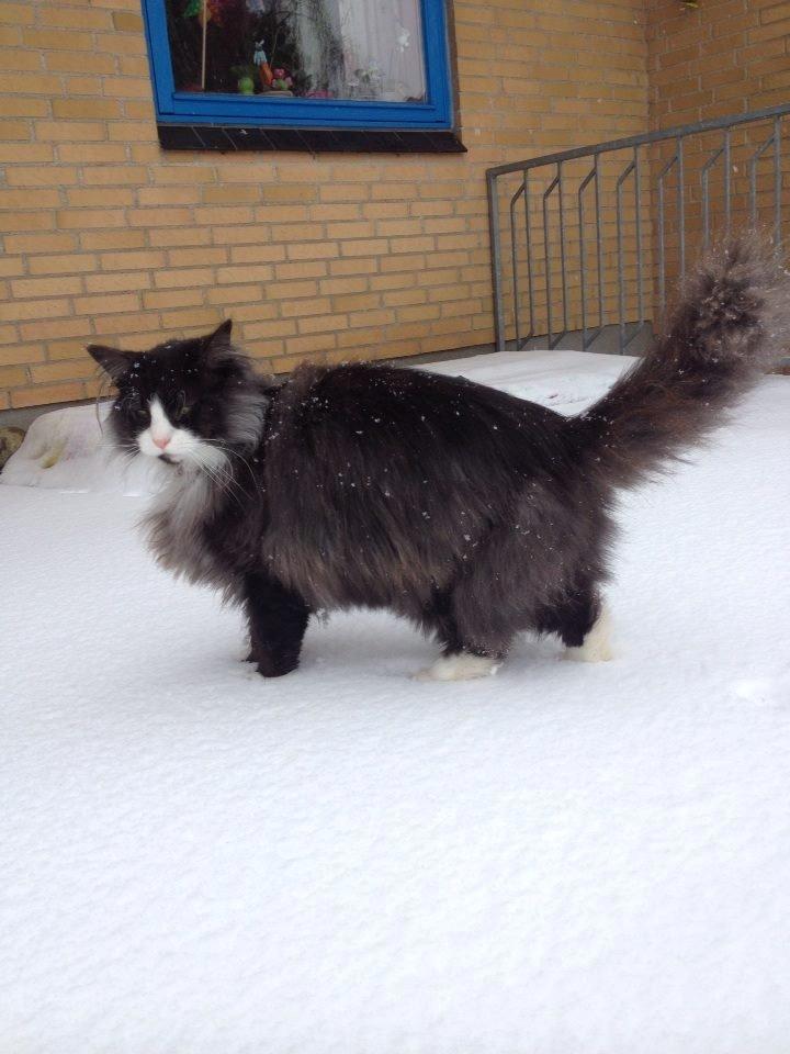 Norsk Skovkat Leonhard - Første gang ude i sne!!! :) billede 35