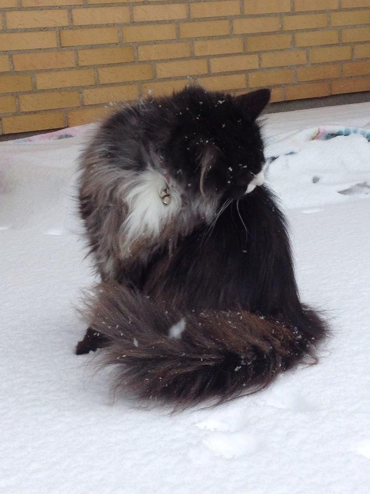 Norsk Skovkat Leonhard billede 37