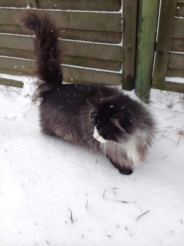 Norsk Skovkat Leonhard billede 36