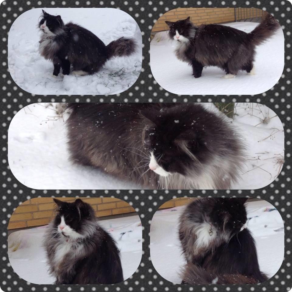 Norsk Skovkat Leonhard billede 39