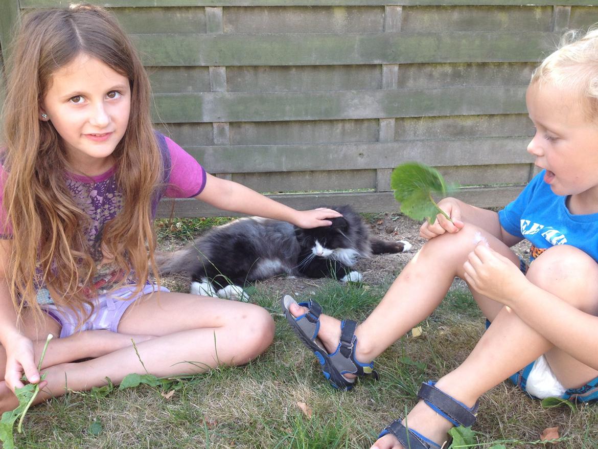 Norsk Skovkat Leonhard billede 28