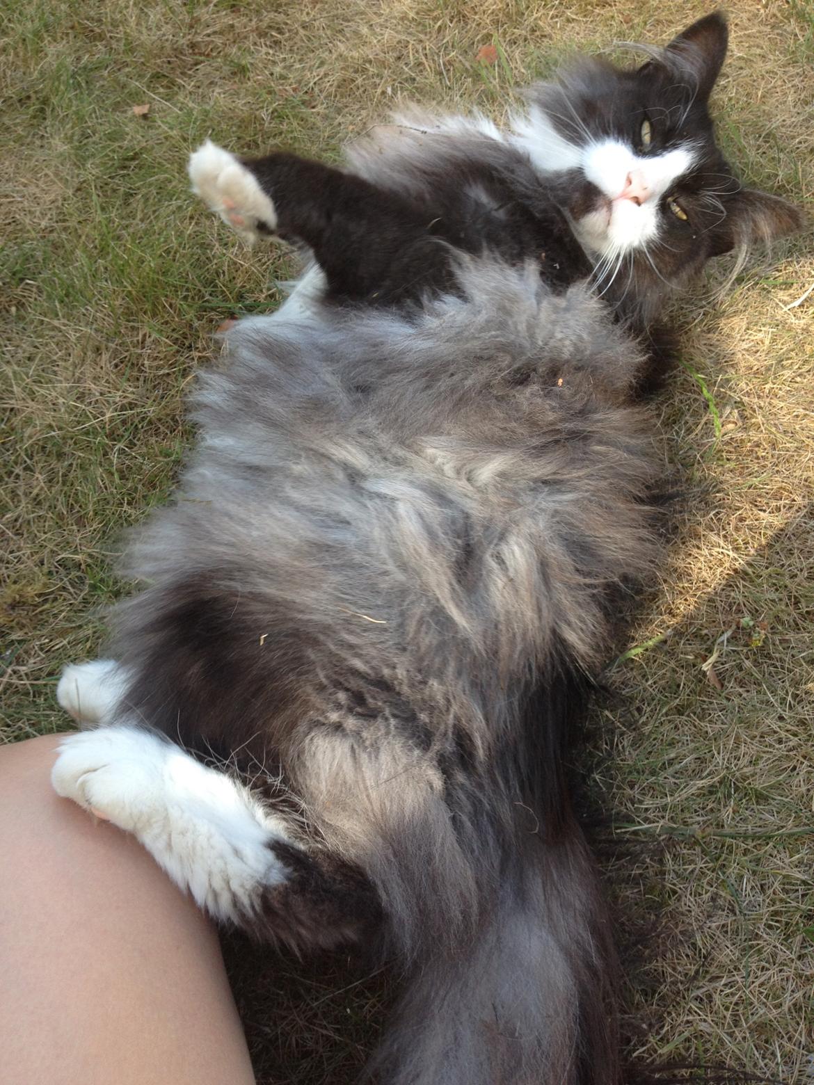 Norsk Skovkat Leonhard billede 30