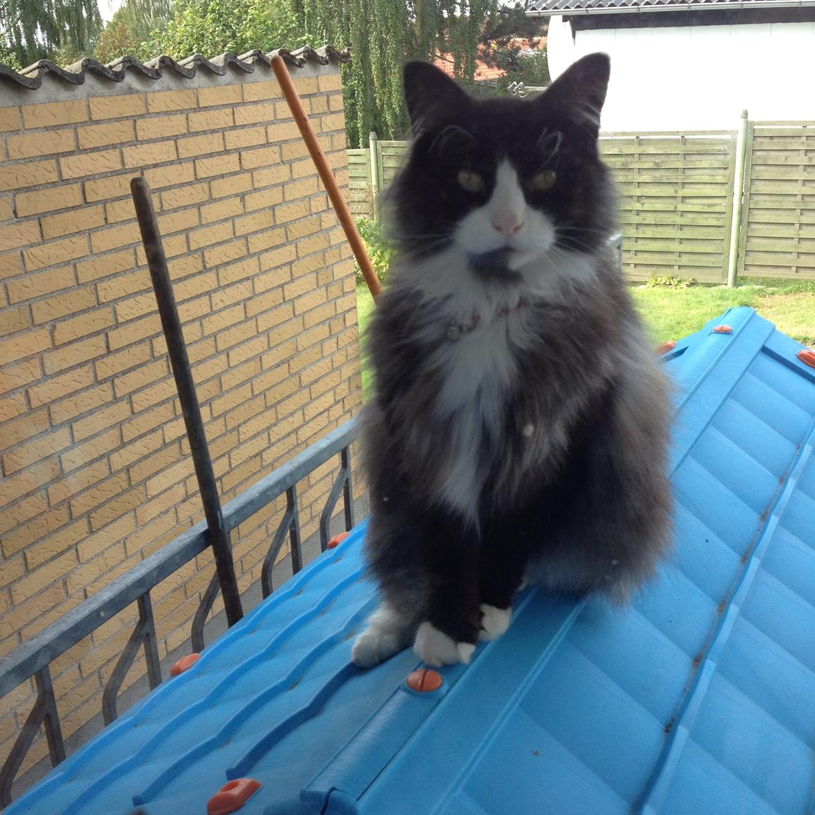 Norsk Skovkat Leonhard billede 31