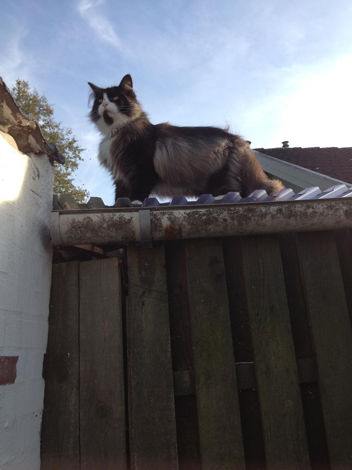 Norsk Skovkat Leonhard billede 33