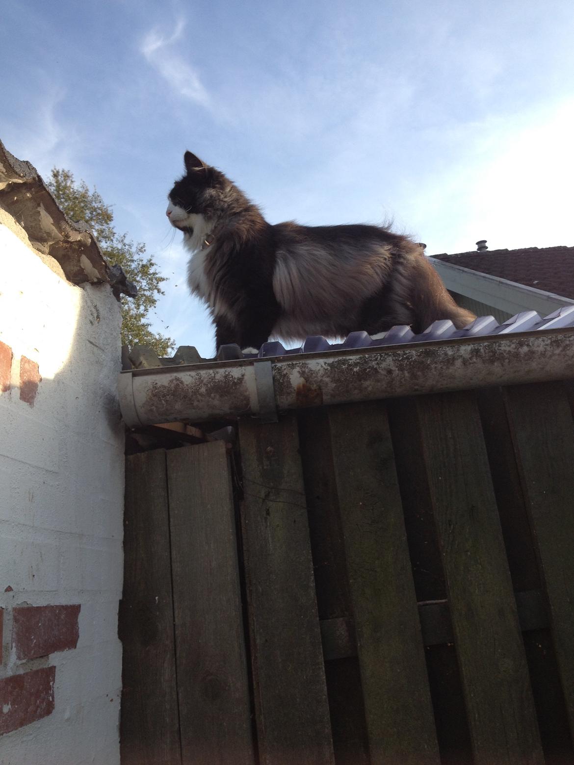 Norsk Skovkat Leonhard billede 34