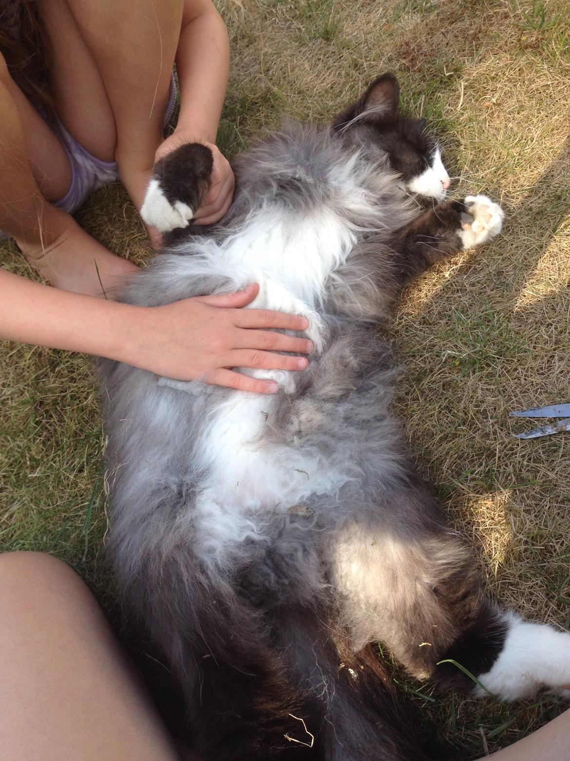 Norsk Skovkat Leonhard billede 29