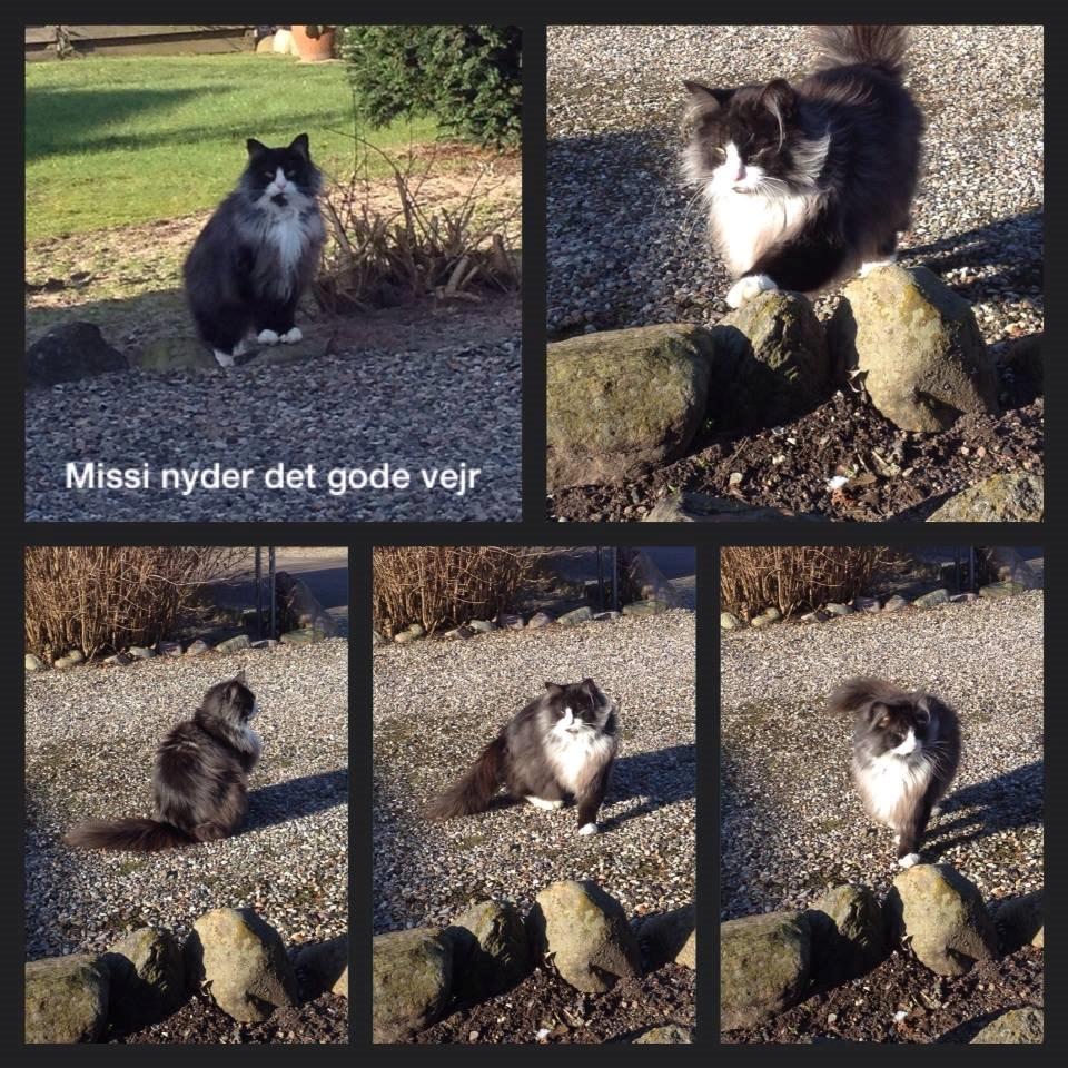 Norsk Skovkat Leonhard billede 40