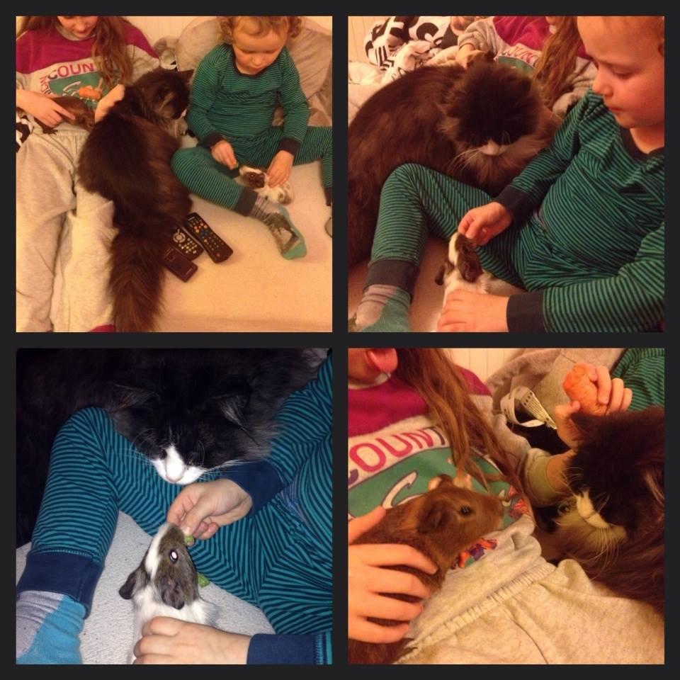 Norsk Skovkat Leonhard - De små svin skal da lige tjekkes ud. ;) :) billede 41