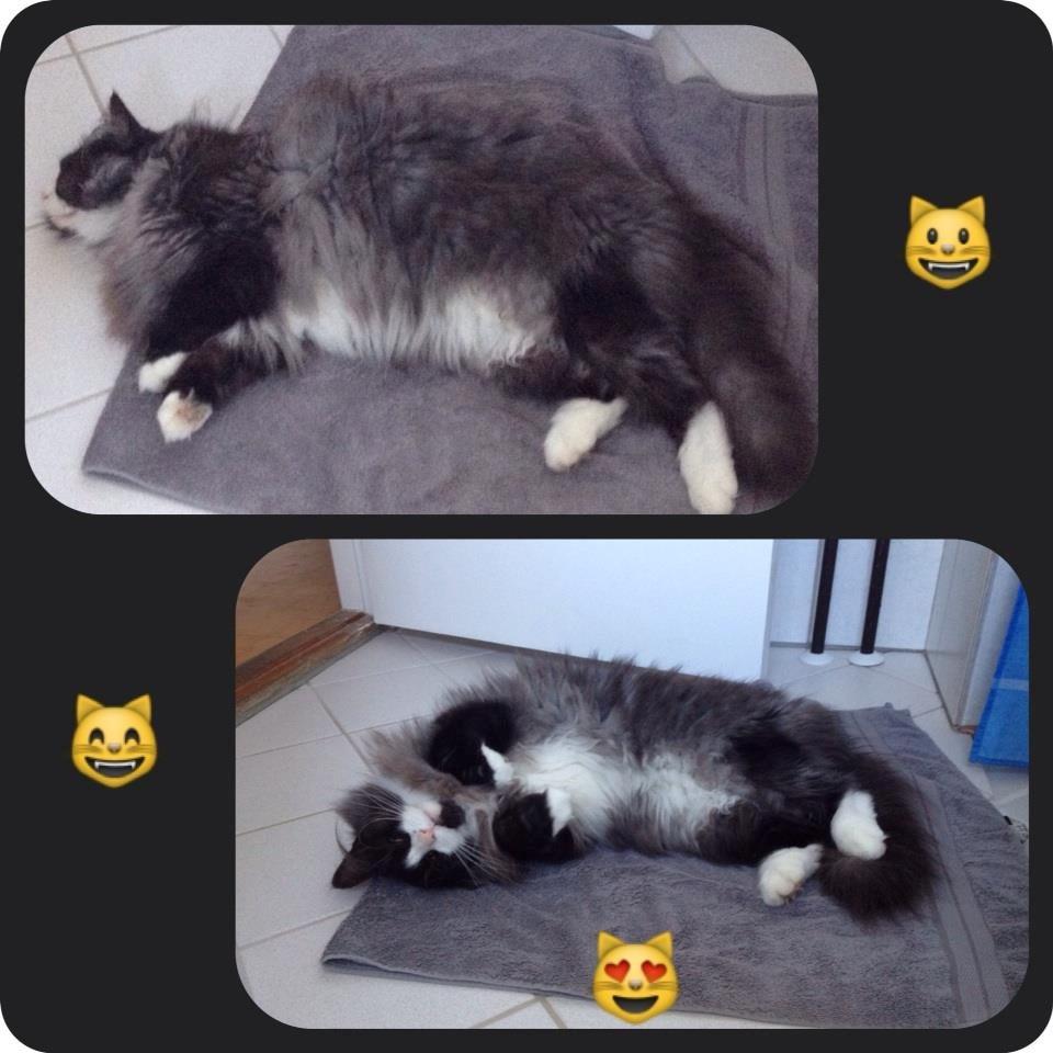 Norsk Skovkat Leonhard - Nyder gulvvarmen på badeværelset. :) billede 42