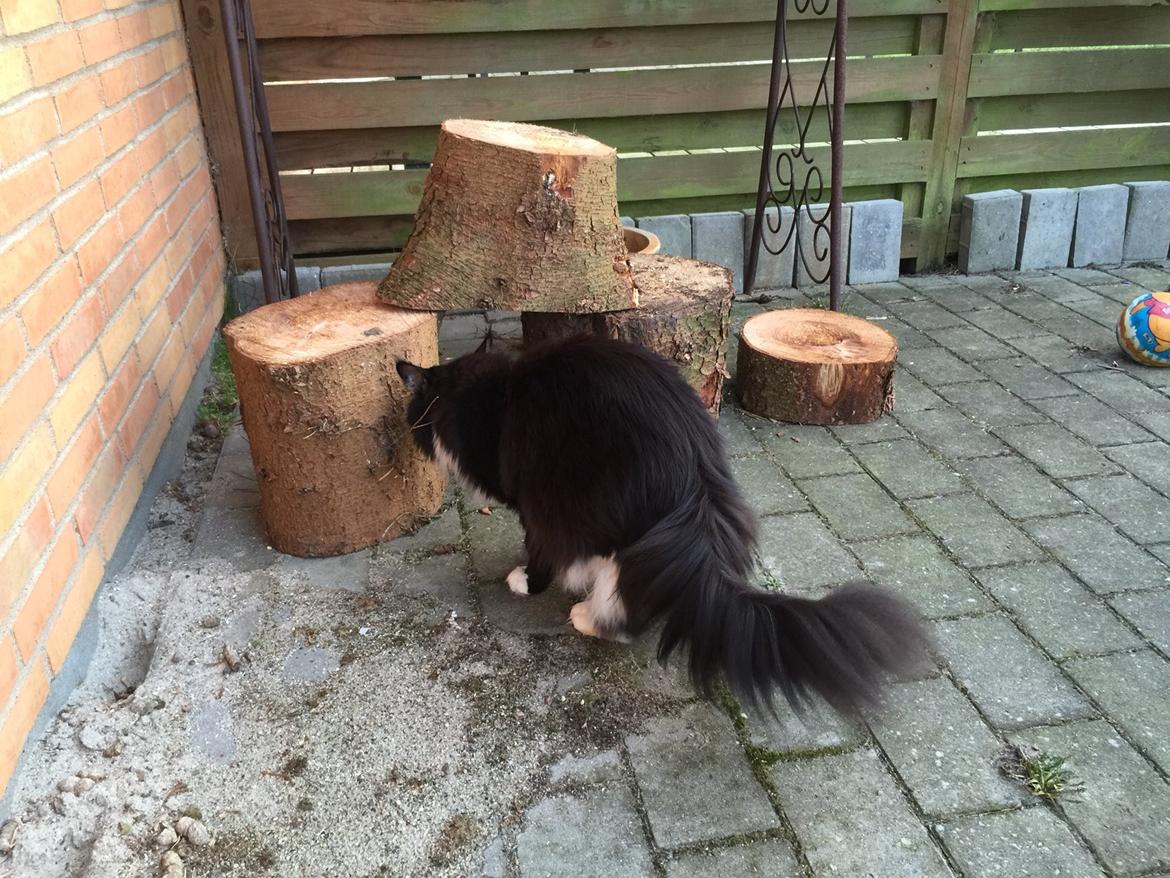 Maine Coon Amistia Romeo The Great billede 26