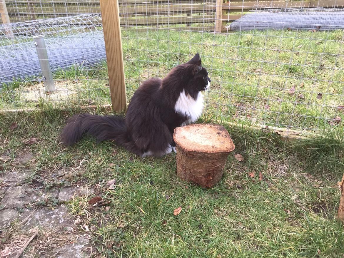 Maine Coon Amistia Romeo The Great billede 27