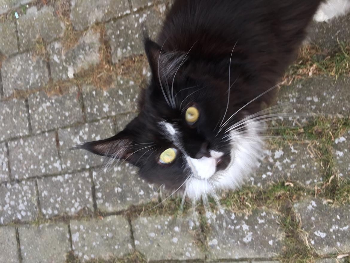 Maine Coon Amistia Romeo The Great billede 28