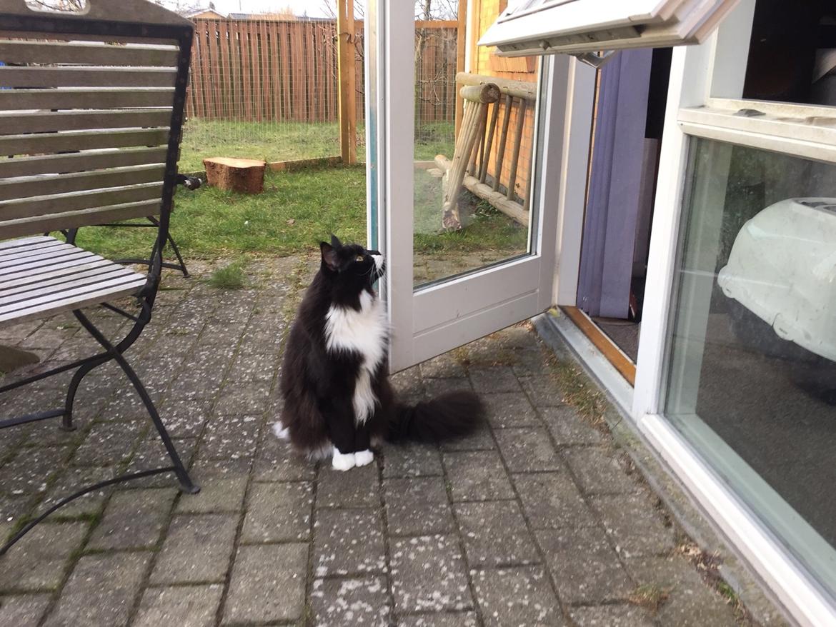 Maine Coon Amistia Romeo The Great billede 29