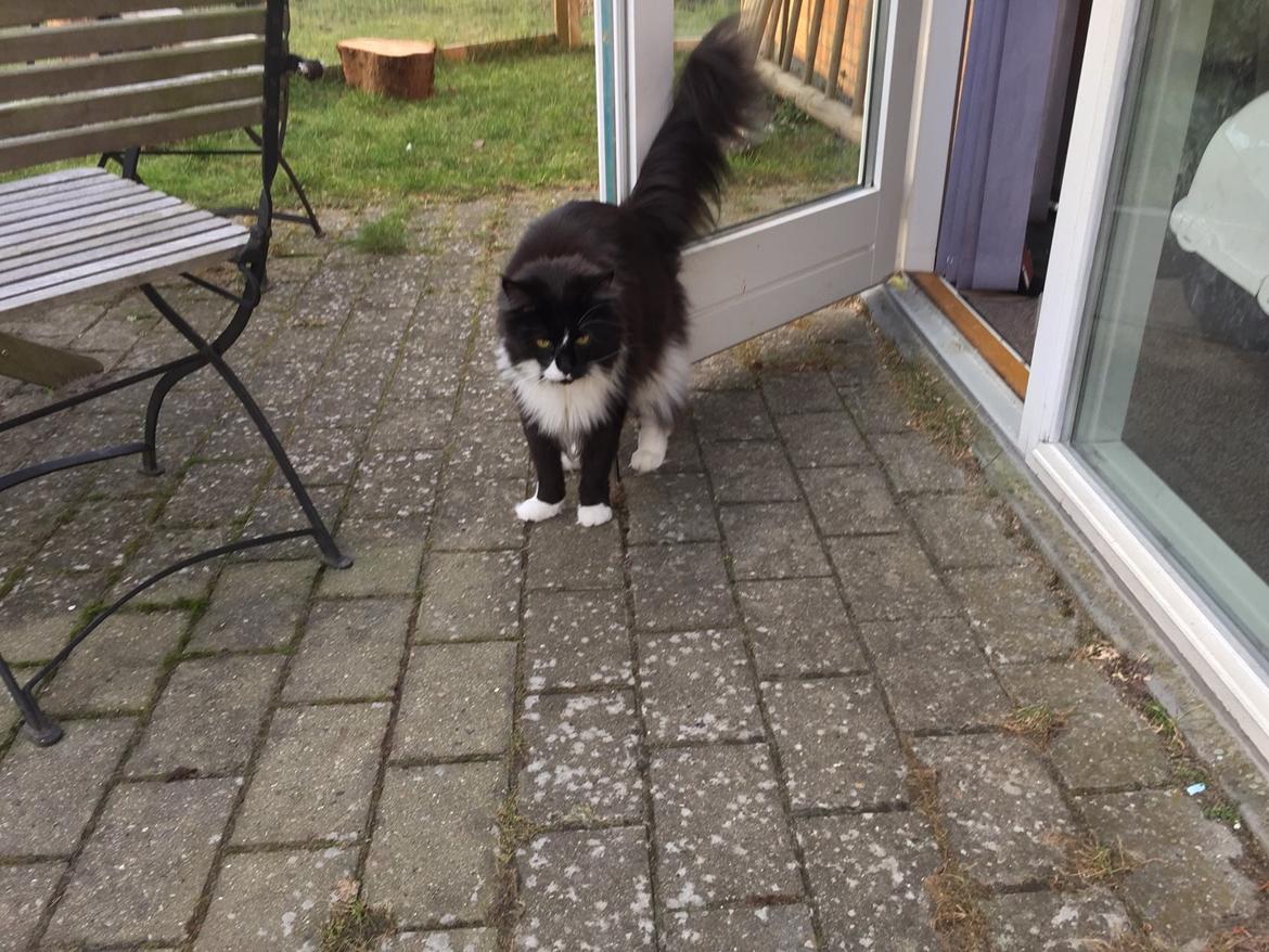 Maine Coon Amistia Romeo The Great billede 30