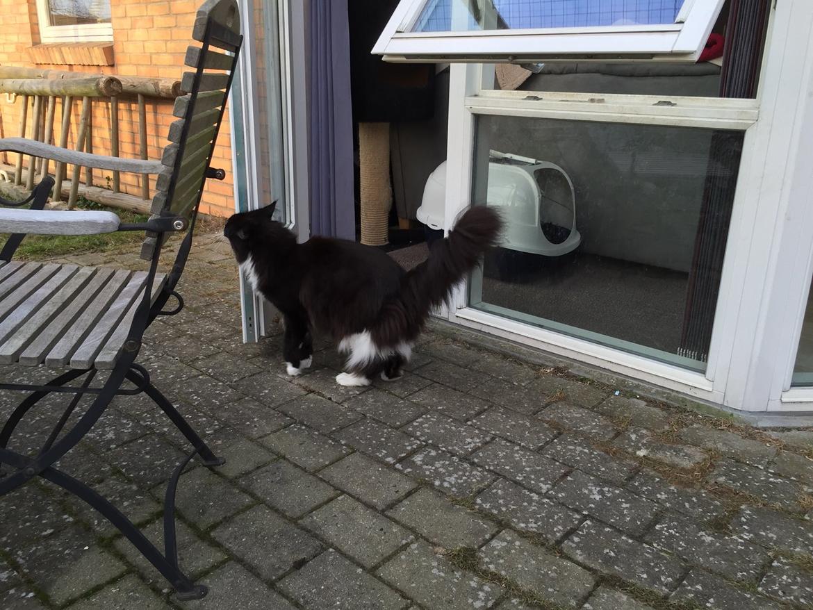 Maine Coon Amistia Romeo The Great billede 31