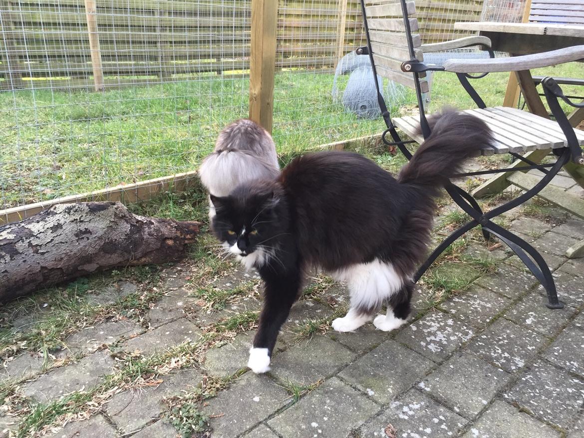 Maine Coon Amistia Romeo The Great billede 32