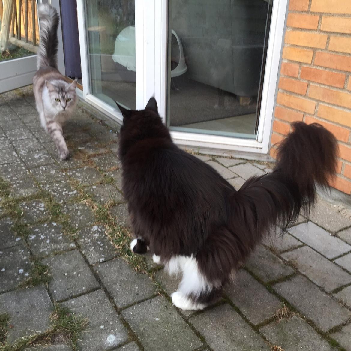 Maine Coon Amistia Romeo The Great billede 33