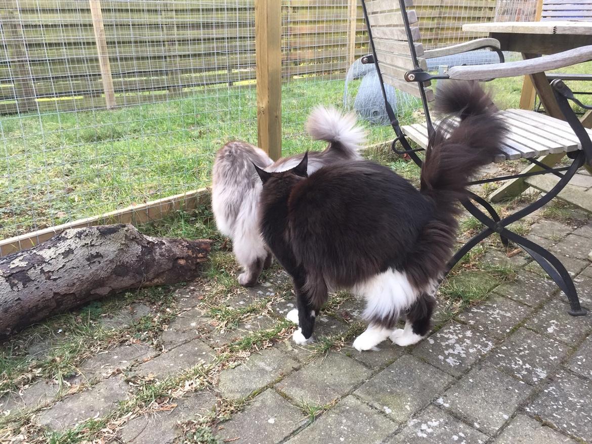 Maine Coon Amistia Romeo The Great billede 34