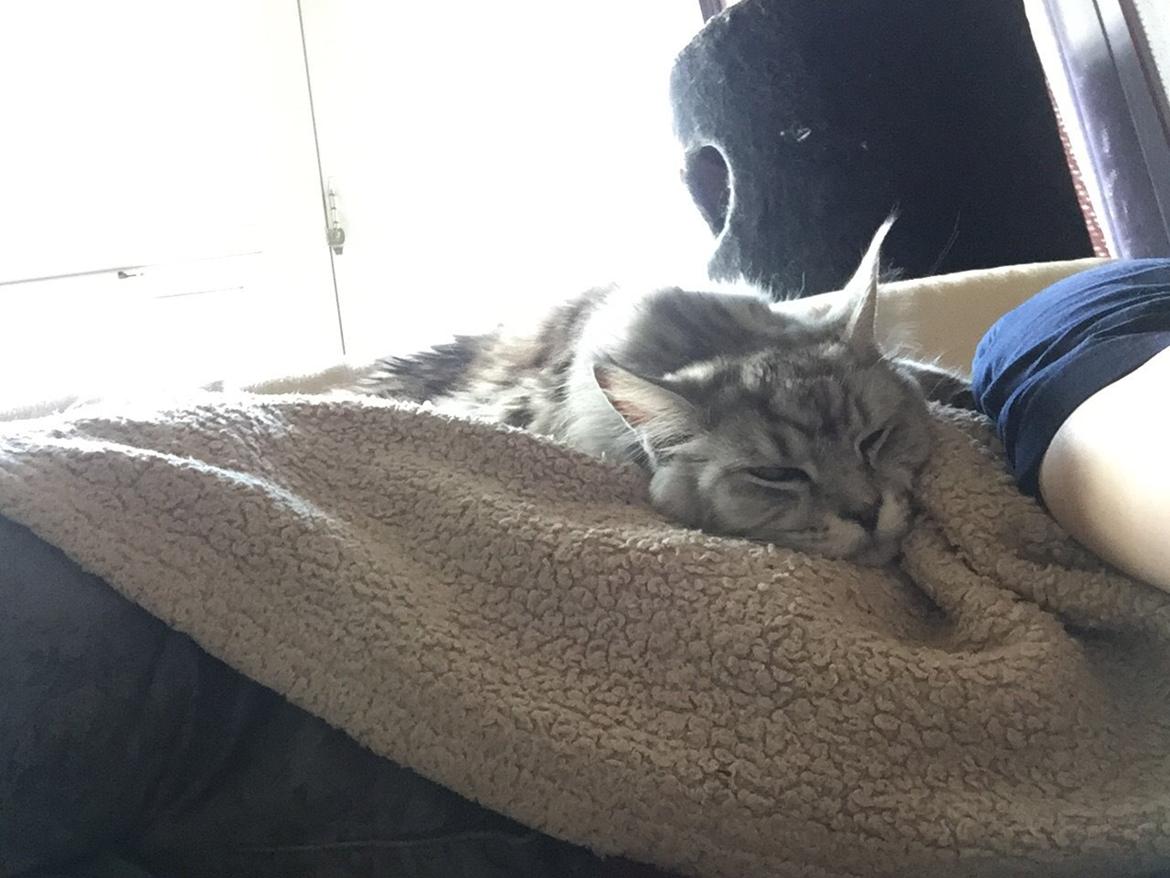 Maine Coon (Thor) Amistia Glowing Silver billede 27