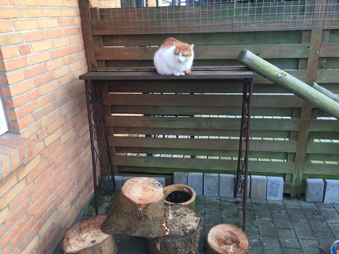 Huskat Bamse billede 13