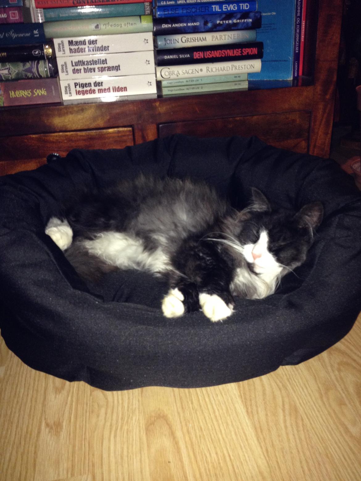 Norsk Skovkat Leonhard - Det er bare godt med sådan en hundeseng. ) billede 43