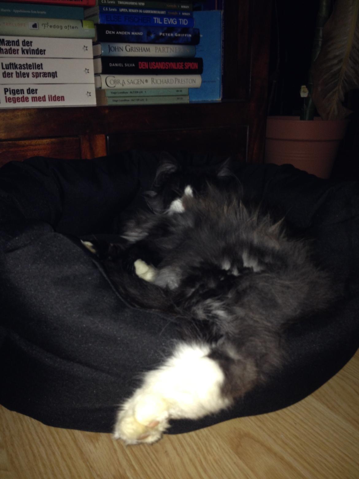 Norsk Skovkat Leonhard billede 44