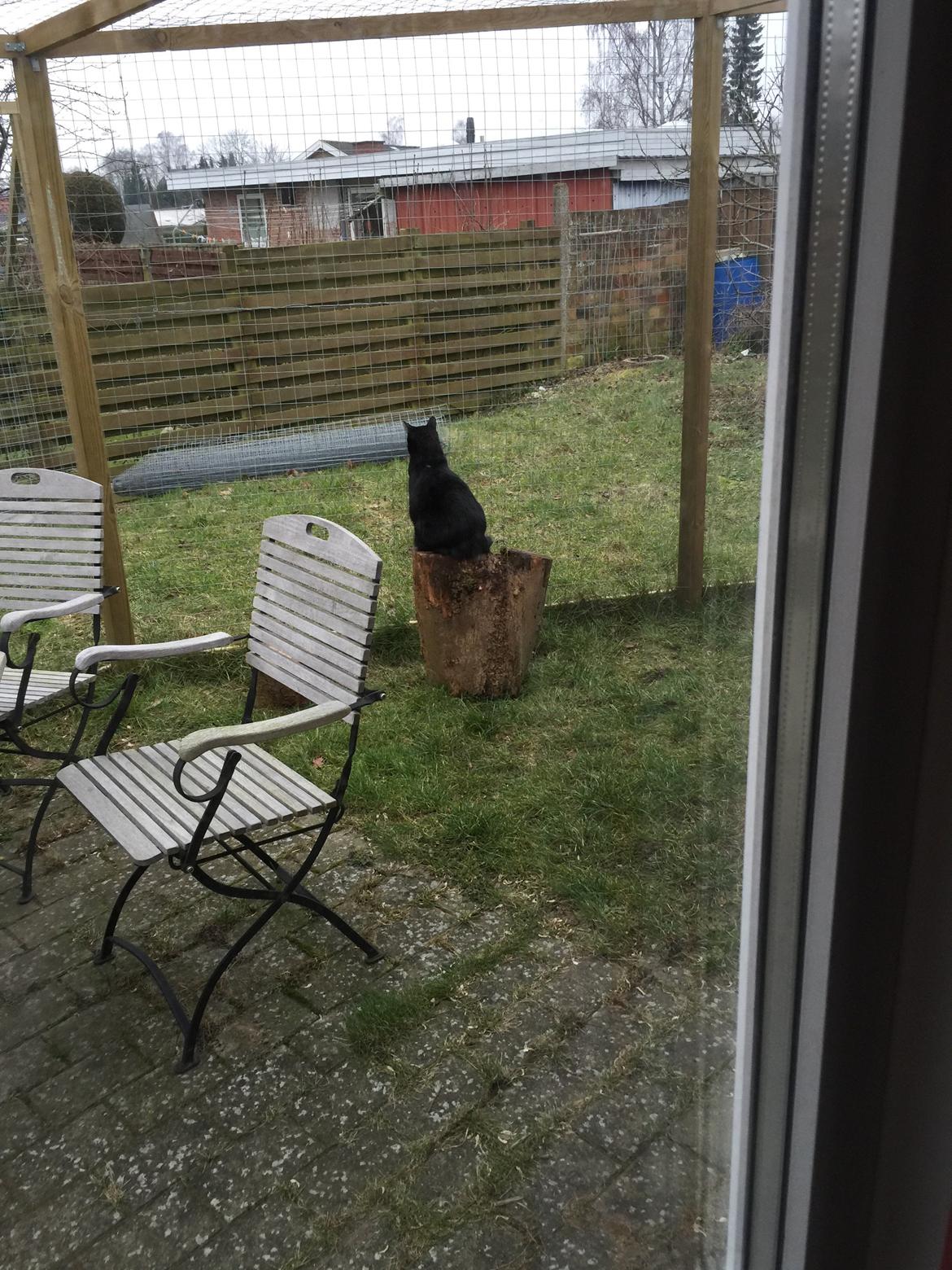 Huskat Mickey billede 15